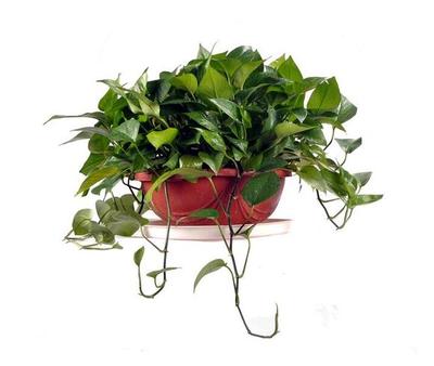 花卉出租服務，北京朝陽區(qū)專業(yè)花卉綠植租擺公司，讓辦公空間與生活更添綠意