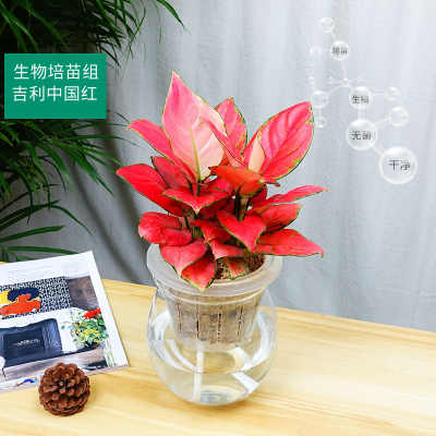 武漢綠植租賃服務 專業(yè)園藝解決方案助力企業(yè)環(huán)境美化