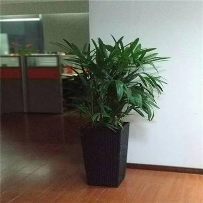 天津谷鑫亞泰花卉 綠植租賃、租擺服務與室內花卉設計專家
