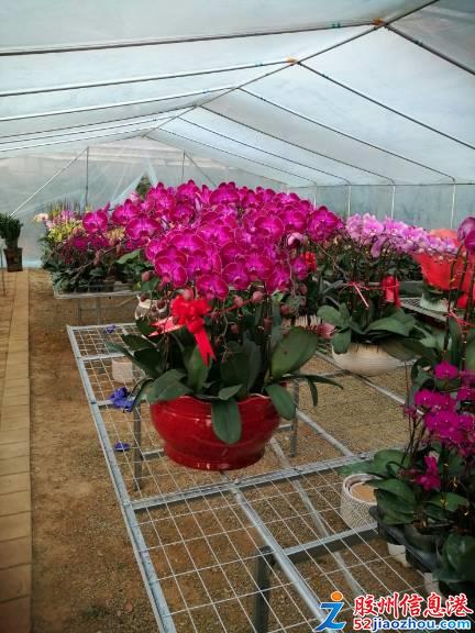 三里河春日花卉盛宴 精品綠植多肉特惠，果樹苗木煥新家園