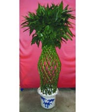 武漢植物出租，打造綠色辦公空間首選——武漢市江岸區一方綠花卉園藝經營部