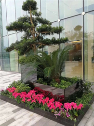 綠植租賃新風尚 武漢雅淳花卉，點亮漢口辦公與生活空間